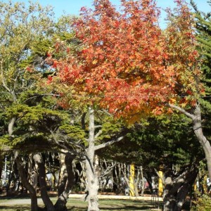 1653678_823704331028623_7523789955130741177_n