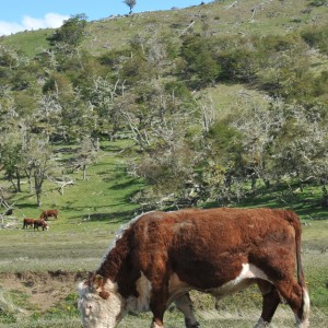 vacas en sistemas silvopastoriles